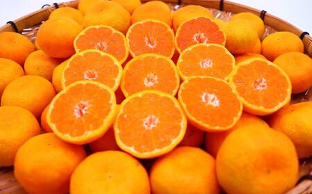 【定期便5回コース】時津の果物定期便 みかんとぶどうの町から贈る 特産品の定期便 シャインマスカット 巨峰 みかん 不知火 びわ 【2025年12月上旬より順次発送予定】