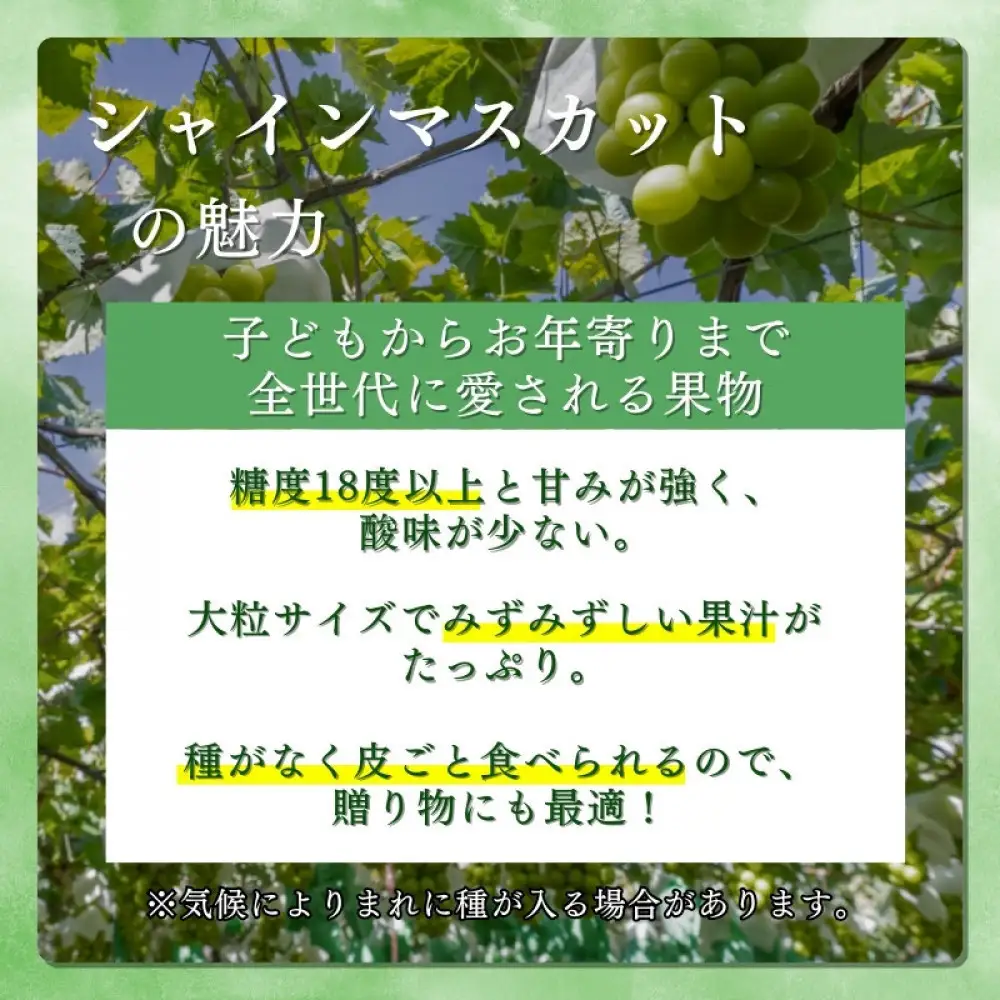 長野県 長野市産 シャインマスカット1kg(1～3房)【2026年9月下旬頃～発送予定】（矢島農園） |シャインマスカット ぶどう フルーツ