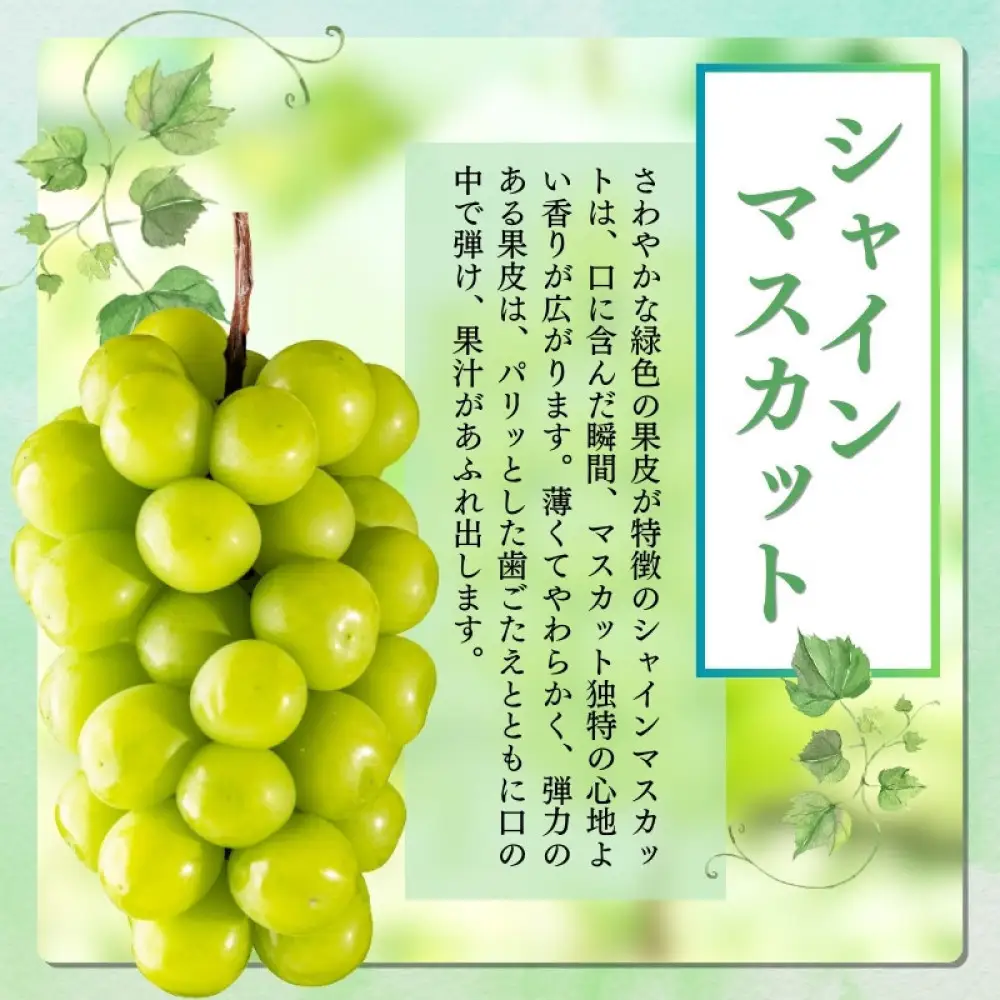 長野市産 ぶどう3種類の詰合せ(ナガノパープル・シャインマスカット・クイーンニーナ) 贈答用【2026年9月下旬頃発送予定】 |ぶどう
