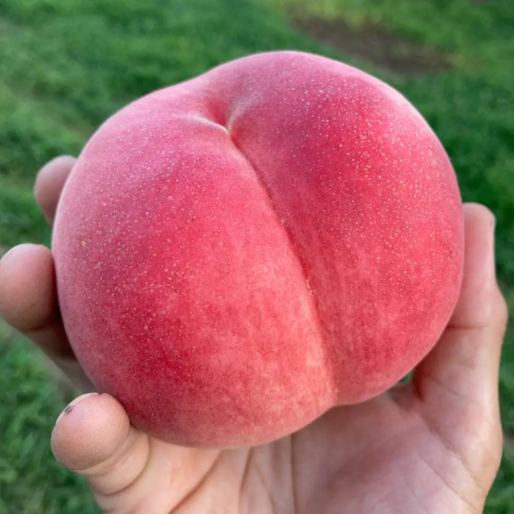 【先行予約】川中島の桃 約2kg 品種おまかせ  7月下旬～8月上旬発送予定 |桃 フルーツ