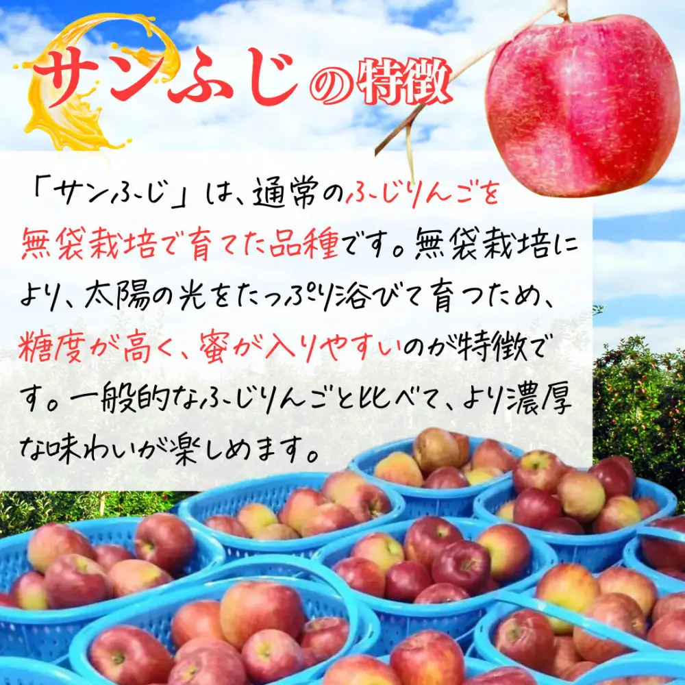 【11月下旬発送 先行予約】樹上熟成　サンふじ 5kg | りんご サンふじ 樹上熟成 糖度