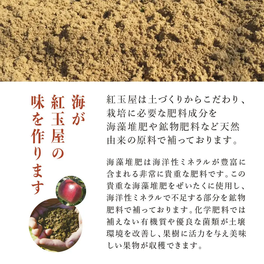 紅玉訳アリ8kg りんご 長野市産 フルーツ【2026年9月下旬以降の出荷】 | りんご 林檎 