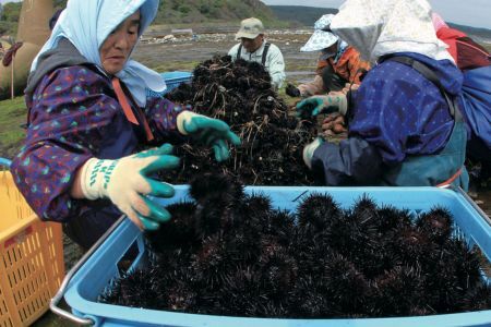 【水揚げしたその日に出荷】生うに 牛乳瓶入り 130g×1本 ミョウバン不使用 無添加 塩水うに