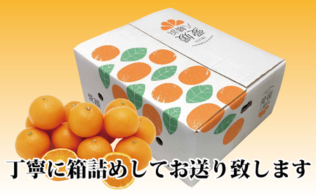 2027年3月出荷開始　完熟・果汁たっぷり!!「きよみ」約5kg　【D39-34】【1262235】 YWTF015