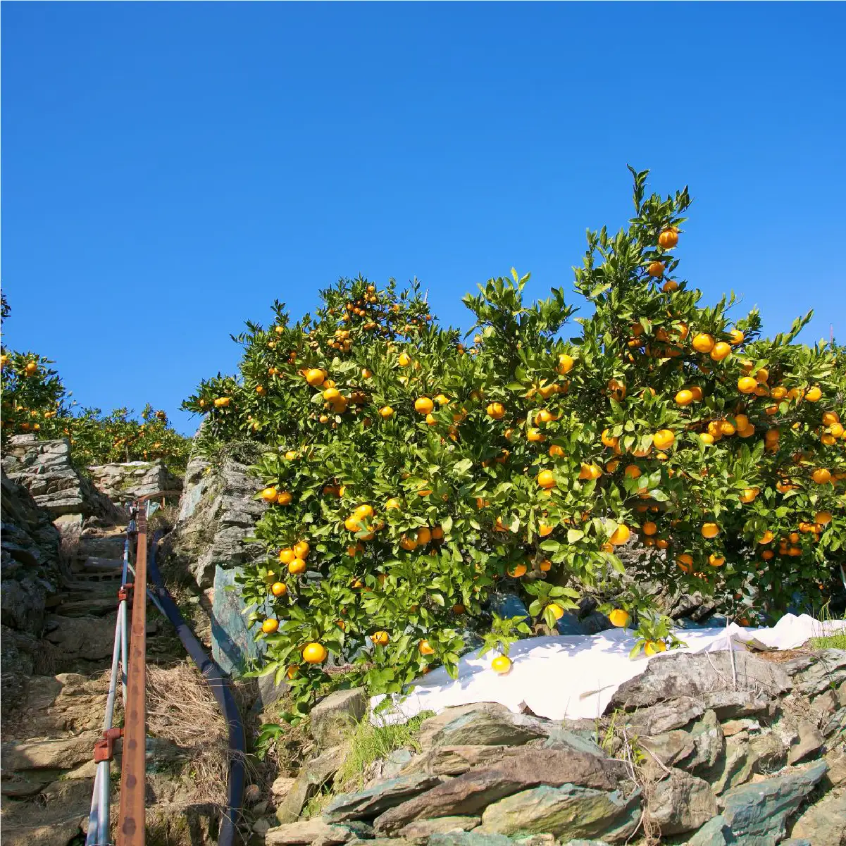 じゅらす農房のみかんジュース6本セット【F32-9】【1296464】 YWTH008