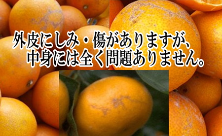 柑橘の大トロ!「せとか」約3.5キロ【訳あり品・家庭向け】【C39-51】【配送不可地域：離島】【1491413】 YWTF026