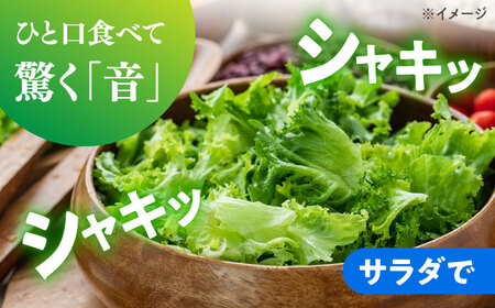 2026年 12月-発送 レタス約8kg [SGU005] レタス
