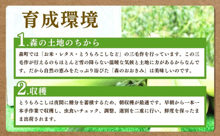 森町産“森のおおきみ”平均糖度18度超え・朝採れスイートコーン（たっぷり大容量） とうもろこし スイートコーン 森のおおきみ 朝採れ 新鮮 大容量 フルーティー 上品 詰め合わせ 野菜 静岡県 森町