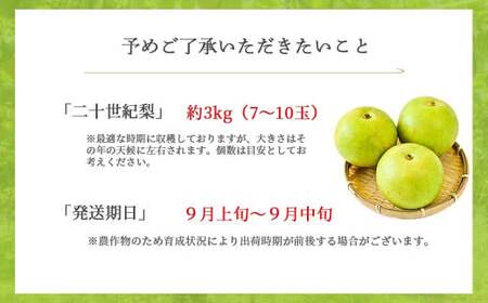 【倉吉産】二十世紀梨 3kg（JA鳥取中央） 二十世紀梨 梨