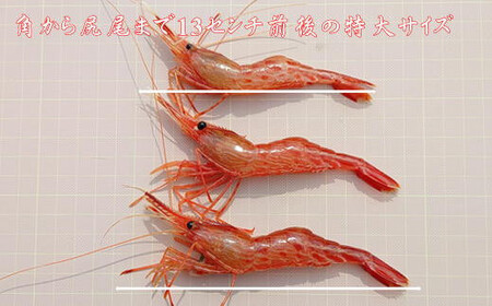 8-026-002　冷凍ボタンエビ・しまえびセット 各500g