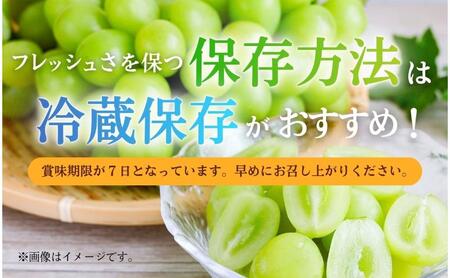 【2026年産】 訳ありシャインマスカット1.7kg ぶどう 葡萄 ブドウ マスカット 果物 くだもの フルーツ デザート 旬の果物 旬のフルーツ 長野