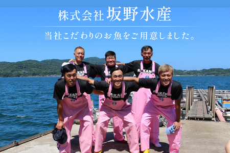 タイ 刺身 平戸なつ香 鯛 丸々 1匹 約2kg 3枚おろし アラ付き セット [坂野水産 長崎県 平戸市 hr42bgy420504]