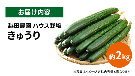 シャキッと美味しい！ 瀬戸内産 きゅうり 約2kg 【2026年 9月以降発送】 