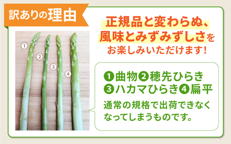 【訳あり】【星のアスパラ】グリーンアスパラガス 約1kg 【サイズ不揃い L～S】 / 訳アリ 規格外 産地直送 アスパラ あすぱら あすぱらがす 採れたて 新鮮 旬 産地直送 / 南島原市 / ほしのYA[SEY021]