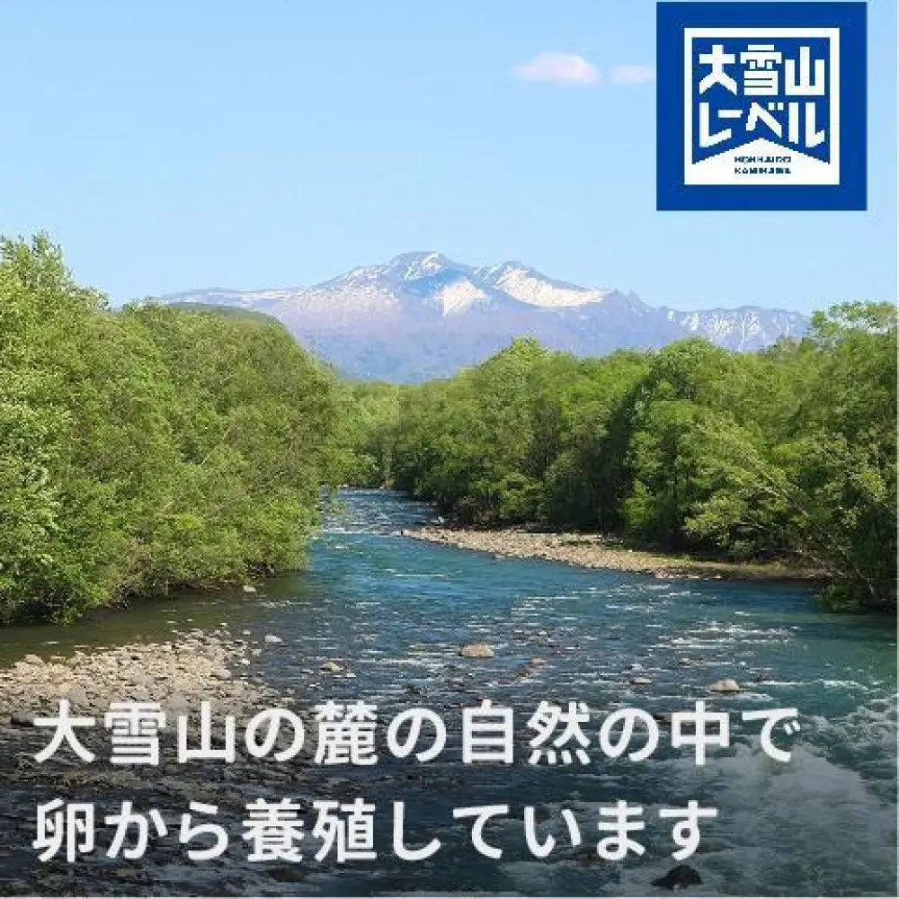 《先行予約》北海道大雪サーモン刺身用900g（約150g×6個程度）| サーモン