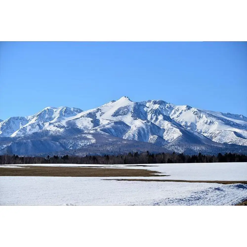 上川大雪酒造のあまざけ  12缶セット（化粧箱入）| あまざけ