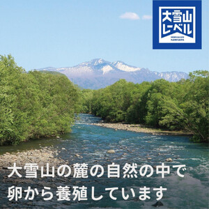 《先行予約》北海道大雪サーモン純米吟醸酒粕漬け9切れ| サーモン