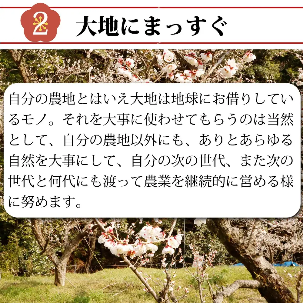 梅と塩だけのまっすぐな梅干し 1kg 塩分約20％｜昔ながらの製法 自家農園 和歌山みなべ町 梅干 白干し 梅 うめ 南高梅 紀州梅干 ギフト【masugu001A】