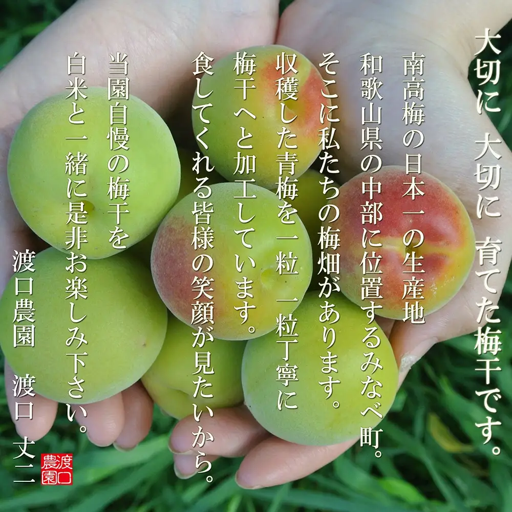 【やぶれ梅】 紀州南高梅  塩分11％ やぶれ梅 1kg 【wtgcnou002A】