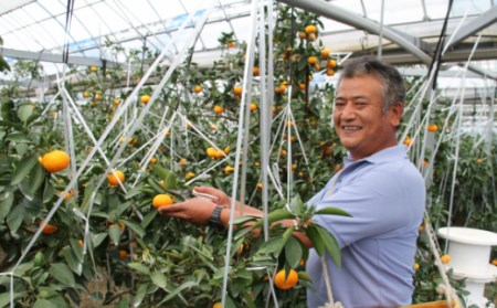 山北温室みかん1.2㎏と山北みかんジュース B-291