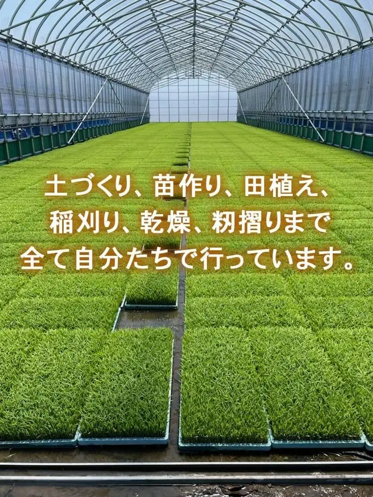 【射水市】【ライスファーマー山上】【農家直送】【射水の美味しいお米】R8年産コシヒカリ10kg（5kg×2）【精米】 ※2026年10月上旬～10月下旬頃に順次発送予定 ※離島への配送不可