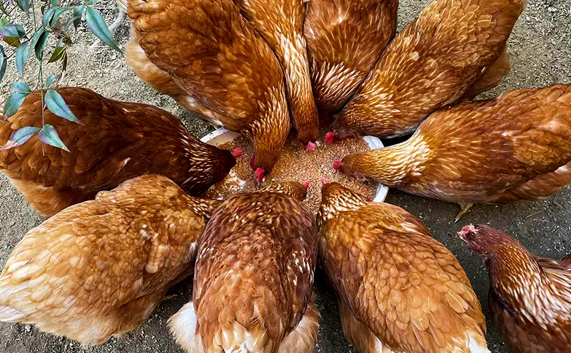 卵 "有無ファーム"のこだわり平飼い卵 20個(10個×2)パック(有精・無精卵各10個)Mサイズ以上 鶏卵 たまご 平飼い