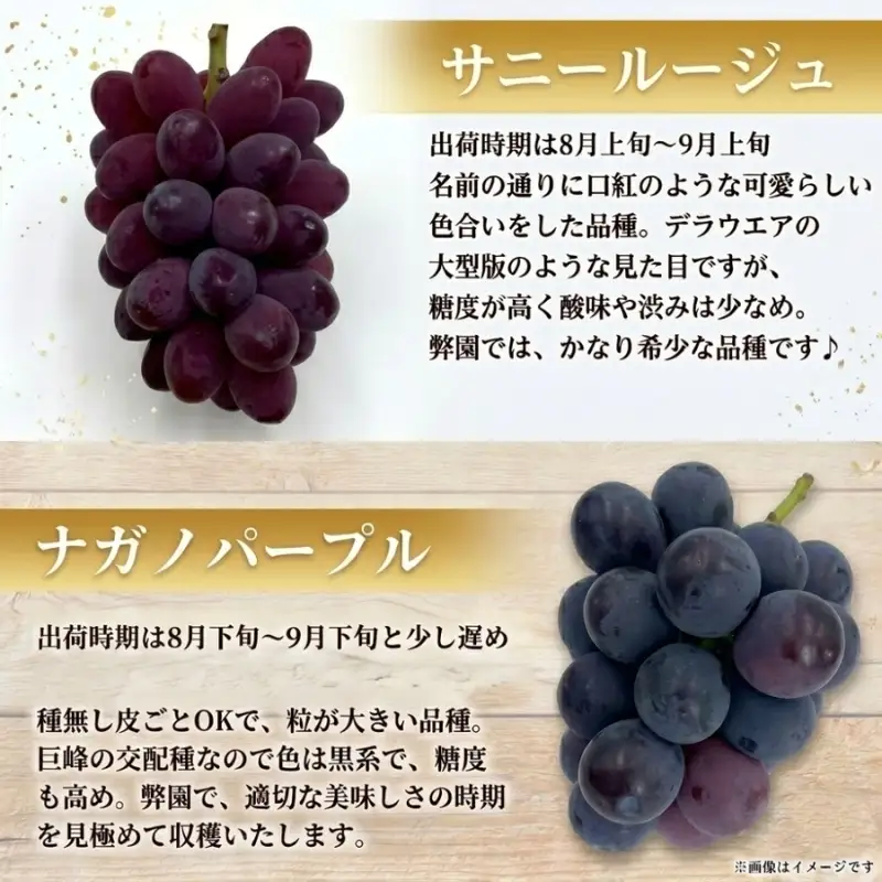 36品種からプロが厳選した「旬の宝石箱」大粒ぶどう詰合せ（シャインマスカット含まず）約4kg（2026年先行予約 8月上旬～8月中旬発送分）