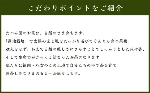 八女茶 Rooji＋玉露入り煎茶ティーバッグ × 1個 お茶 煎茶 緑茶 ティーバッグ 玉露入り 国産 福岡県産