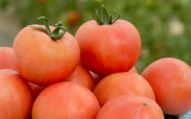 【糖度10度以上！】プレミアム麗月１kg ※沖縄・離島配送不可 / とまと 野菜 トマト【delf042】 