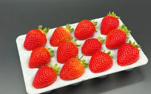いちご 「 さちのか 」 約500g（500g×1箱） 【2027年1月上旬～3月上旬出荷予定】 果物 くだもの 果実 苺 イチゴ フルーツ 果肉 国産 長崎県産 ジューシー 甘み コク 爽やか ビタミンC 酸味