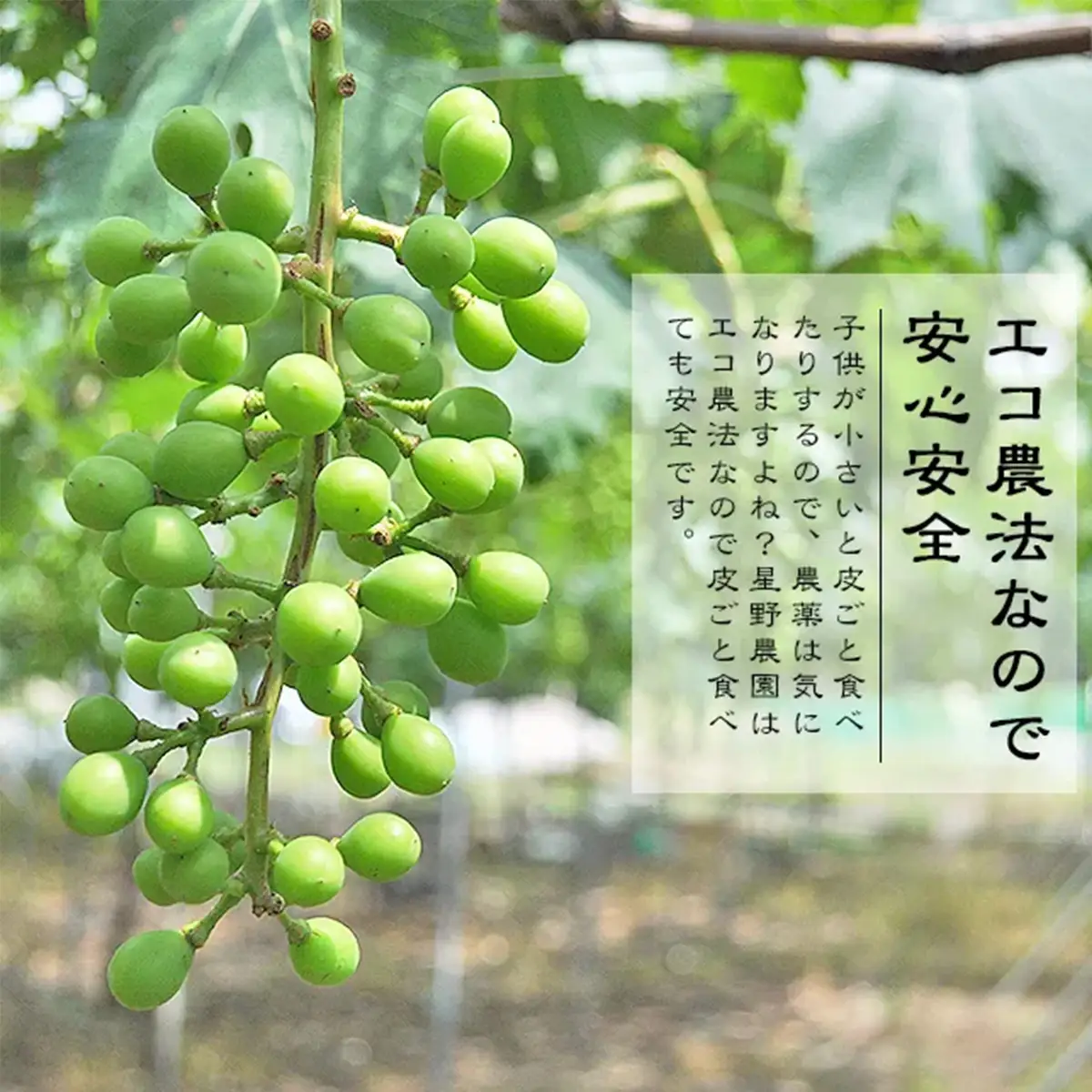 [先行予約] 神宮寺ぶどう シャインマスカット 2kg [0322]