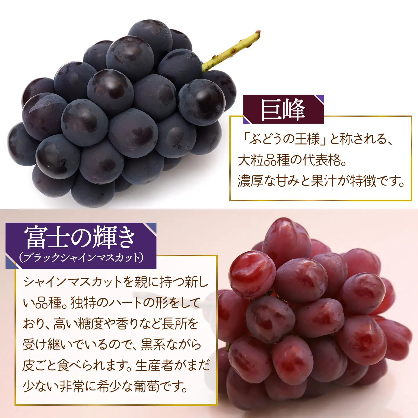 【令和8年産先行予約】 ぶどう詰め合わせ（品種おまかせ） 2kg（3～4房）　山形県鶴岡市　鶴岡中央青果　| ぶどう ブドウ 葡萄 果物 くだもの フルーツ 食べ比べ 2キロ 旬 期間限定 2026年産 人気 美味しい お取り寄せ 返礼品