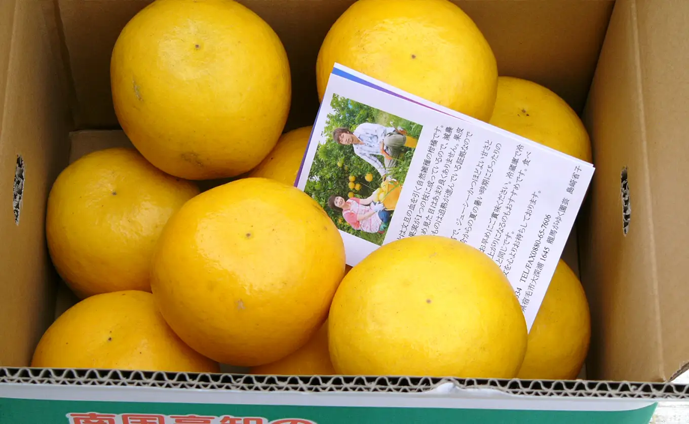 【訳あり】 河内晩柑 4.5kg （M～5L） ばんかん 晩柑 夏文旦 家庭用 みかん 柑橘