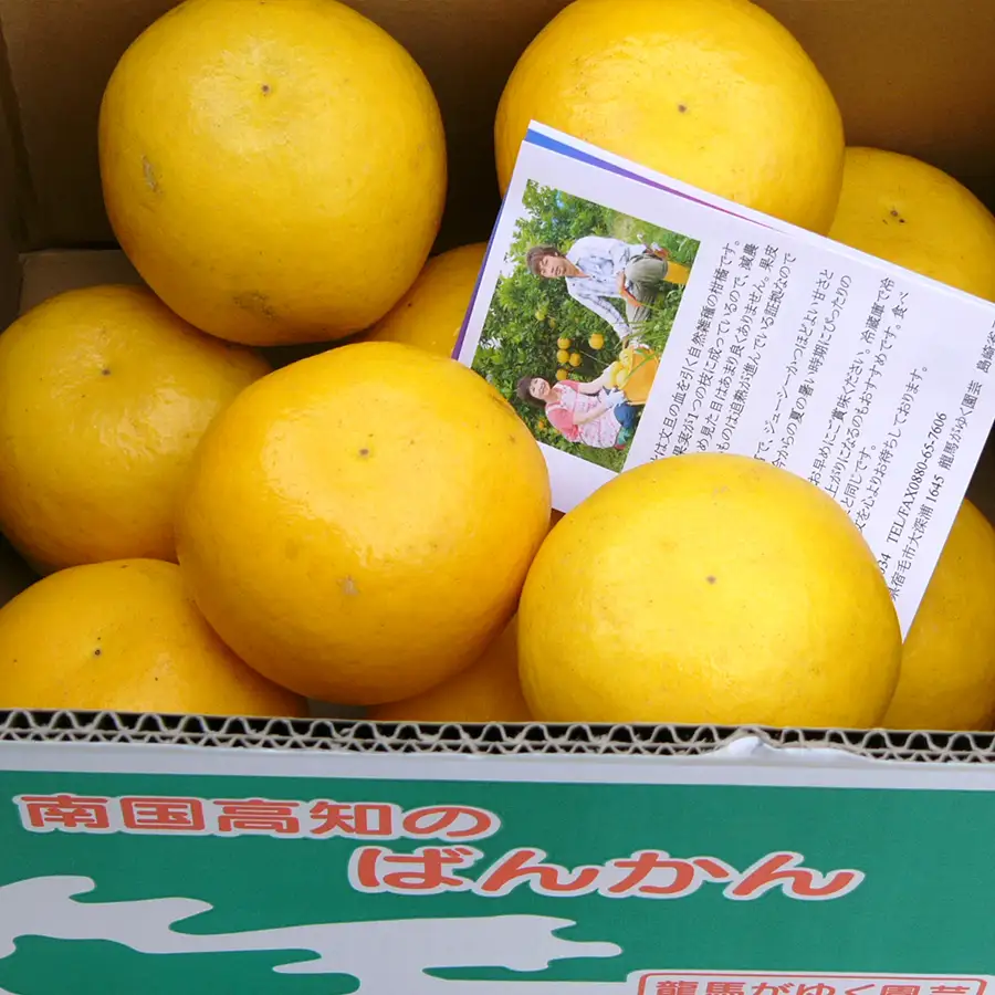 【訳あり】 河内晩柑 9kg (M～5L) 大容量 ばんかん 晩柑 夏文旦 家庭用 みかん 柑橘
