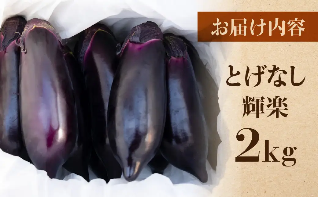《先行予約》大玉なす とげなし輝楽 2kg 茄子 なす ナス 旨い 甘い 艶 ツヤ ハリ 揚げ物 揚げ茄子 焼茄子 麻婆茄子 輝楽 愛知県 豊橋市