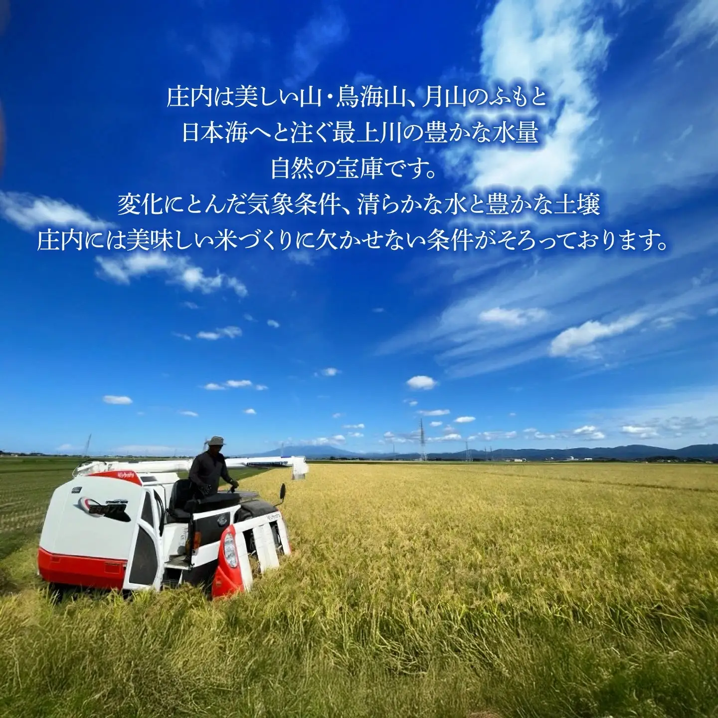 【令和7年産】特別栽培米つや姫　精米　5kg　山形県鶴岡市　庄内丸山農場　| つやひめ 5キロ 米どころ 庄内米 ブランド米 米 コメ こめ 精米 ご飯 ごはん 美味しい お取り寄せ 農家直送 東北 国産 返礼品