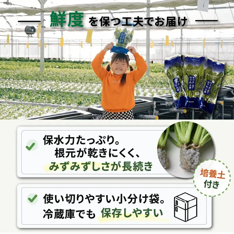 サラダみずな サラダセット | 水菜 水耕 栽培 新鮮 葉物 野菜 ドレッシング 南国市