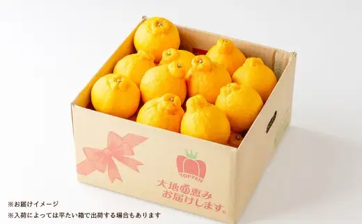 ハウス不知火おでこ 4.5kg 熊本県 果物 くだもの フルーツ 熊本県産 国産 柑橘系 柑橘類 不知火 おでこ ミカン みかん ハウス栽培 贈り物 プレゼント ギフト 贈答 【 2026年12月上旬発送開始 】