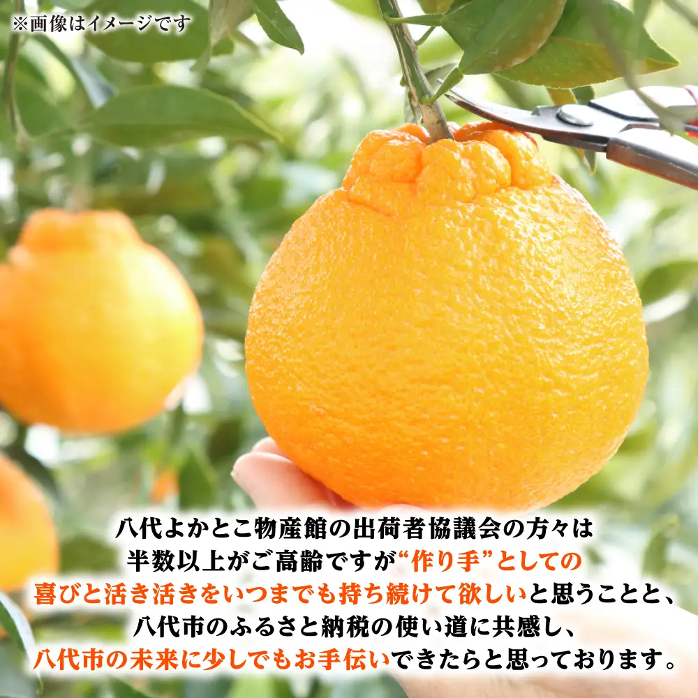 【先行予約】 不知火 約3kg しらぬい 柑橘  【2027年1月中旬より順次発送】