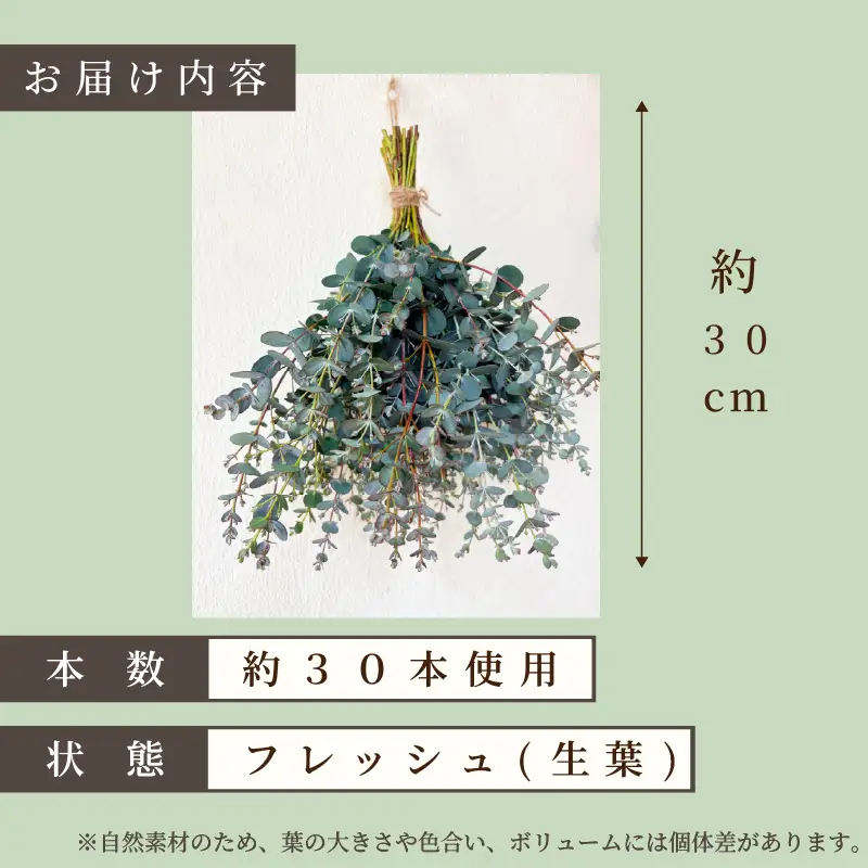 フレッシュ グニユーカリ スワッグ / 約30cm 約30本 | 【2026年9月上旬頃より順次発送予定】ユーカリ ゆーかり 【KNN009】