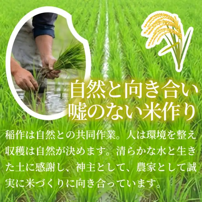 コシヒカリ 5kg 米 お米 ご飯 ごはん 白米 精米 238010
