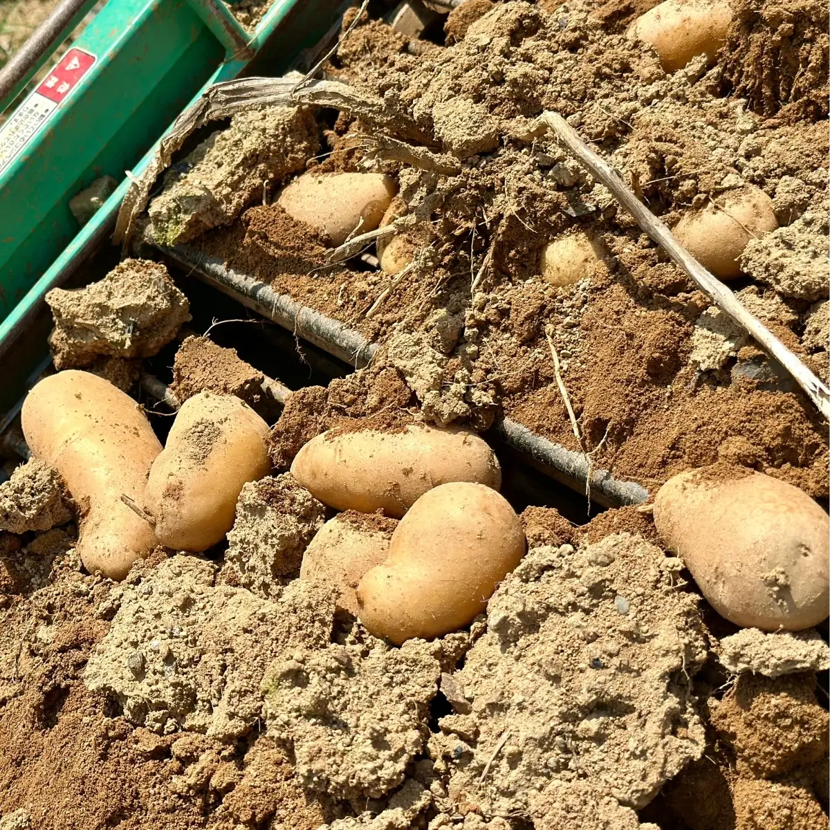 じゃがいも10kg（メークイン）