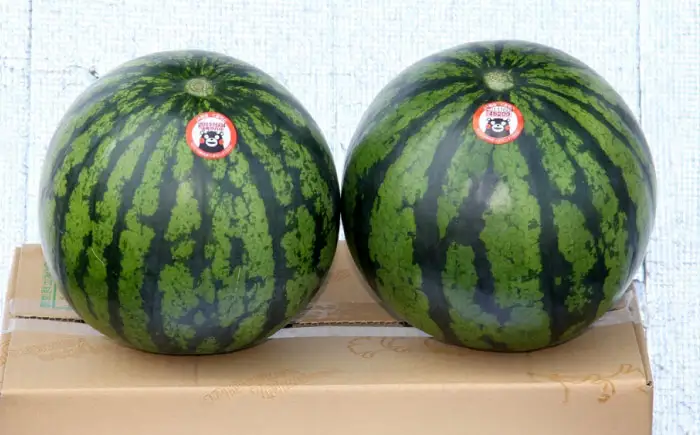 熊本県産 大玉 スイカ (2玉) 計約10〜12kg M、L階級　西瓜 すいか 春のだんらん【菊池地域農業協同組合】[AYBR008]