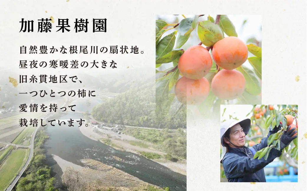 [先行予約]令和8年産 【訳あり】富有柿 3L～4L サイズ 約3kg 加藤果樹園 [mt1691] ｜家庭用 ご自宅用 わけあり ワケアリ かき 富有柿 ふゆうがき フルーツ 令和7年 カキ 果物 くだもの 岐阜県 本巣市 年末 年内配送 年内お届け
