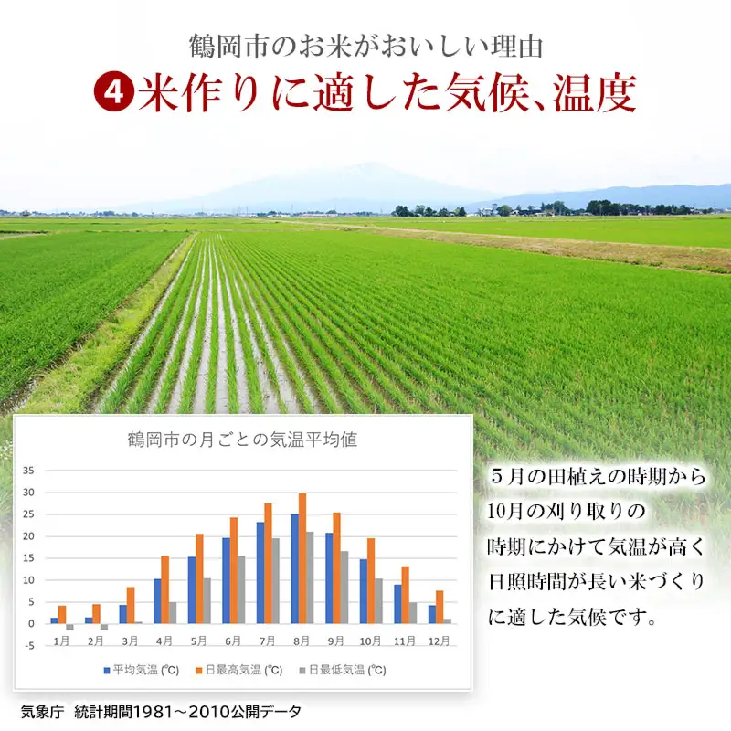 【令和7年産】 コシヒカリ 精米 5kg (5kg×1袋)　山形県産　米食味鑑定士お薦め　| こしひかり 5キロ 米 お米 コメ 白米 食品 ご飯 ごはん 美味しい おいしい ブランド米 おすすめ 人気 山形県 鶴岡市 東北 国産 お取り寄せ 返礼品