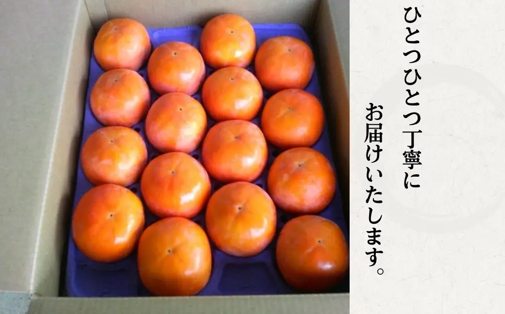 [先行予約]令和8年産《柿の王様》加藤果樹園の富有柿 Mサイズ16個入り 11月下旬～12月上旬発送予定 [mt2061] ｜かき 富有柿 ふゆうがき フルーツ カキ 果物 くだもの 産地直送 岐阜県 本巣市
