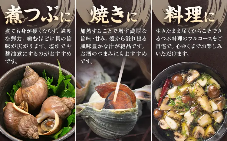 【活】エゾバイツブ 2.5kg 大津漁業協同組合直送 北海道 豊頃町産 産地直送 つぶ貝 つぶ 磯いぶ エゾバイ 期間限定：5月中旬-6月下旬発送 鮮度抜群