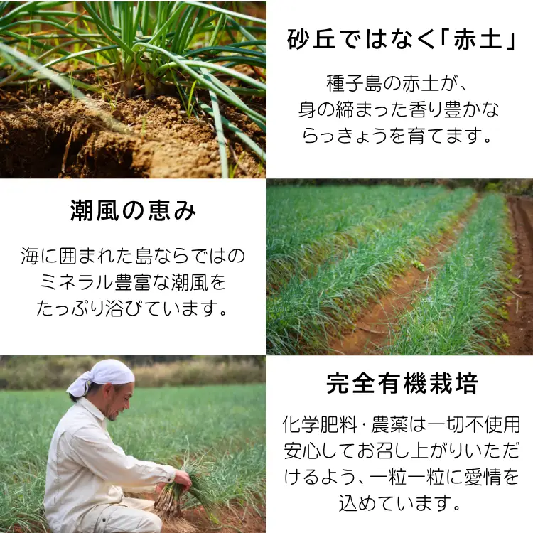 赤＆白 有機 オーガニック らっきょう 詰合せ セット  誠農園 ( 種子島  JAS 根つき 生らっきょう) 2kg　NFN673【400pt】 // 有機栽培 オーガニック 安心 安全 栄養価が高い 健康食材 甘酢 キムチ等の漬物 天ぷら 