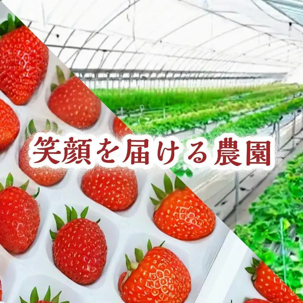【甘さと爽やかさの贅沢セット】業務用4L いちごミルクアイス＆いちごシャーベット 各1個 いちご イチゴ アイス シャーベット 果物 フルーツ 大粒 濃厚 産地直送 詰め合わせ ギフト 贈答用 兵庫県 福崎町