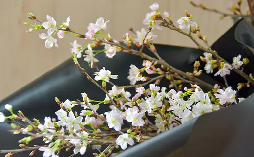 ≪12月下旬お届け≫山形県 新庄市産 啓翁桜 切り花（約80cm×10本程度） 2026年12月下旬から順次発送 新年 新春 元旦 正月 飾り 年末 年内 桜 さくら 植物 花 贈答 贈り物 ギフト プレゼント 自宅 家庭 F3S-2708